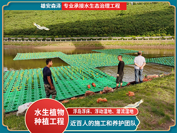 浮岛浮床施工现场 (4)